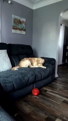 Golden Retriever Attempts to Hide her Cat Brother