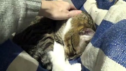 Funny Cat Bites then Licks My Hand