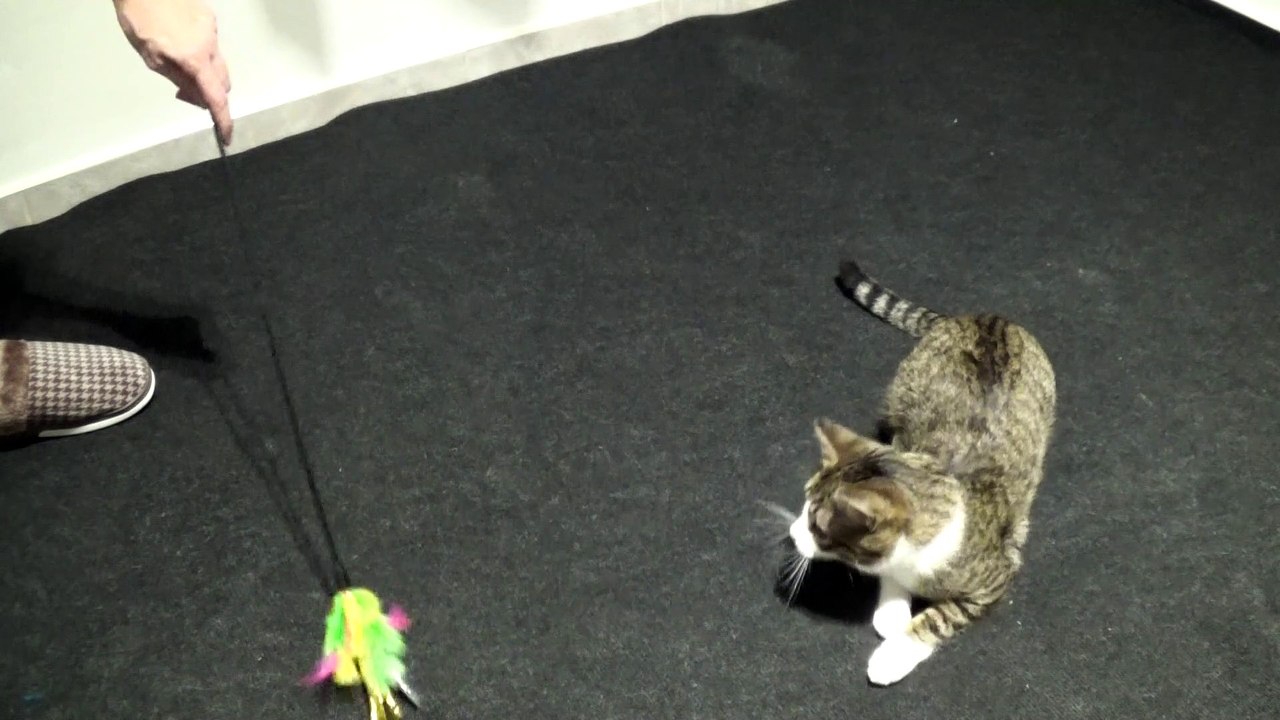 Kitten Does His Morning Exercises