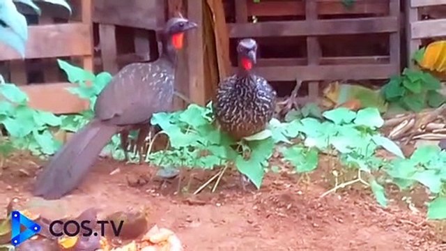 Jacu e JACU DIVERSÃO GARANTIDA