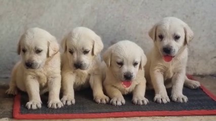 Cute puppy labra dor