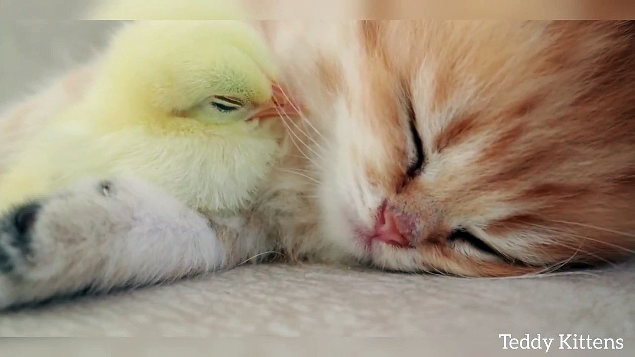 Kitten sleeps sweetly with the Chicken -BFNekjEgvuk-720p-1656593962015