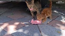 Hungry Mother Cat beats the Kitten by not sharing its food even with her own Kitten