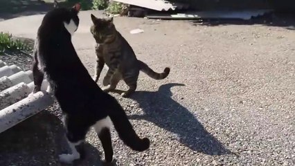 MOST EPIC CAT FIGHTS REAL SOUND
