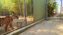 Cubs Meet Adult Tiger for the First Time  Tigers About The House  BBC Earth