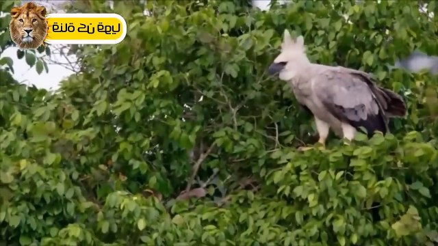 Strong Mother Chicken Defeats Eagle To Save Baby ►This Cobra Spits Out Venom To Defeat Hungry Eagle