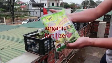 Using plastic containers, it's simple to grow peanuts