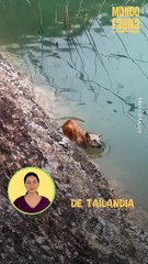 El angustiante rescate de un perrito atrapado en un embalse de Tailandia