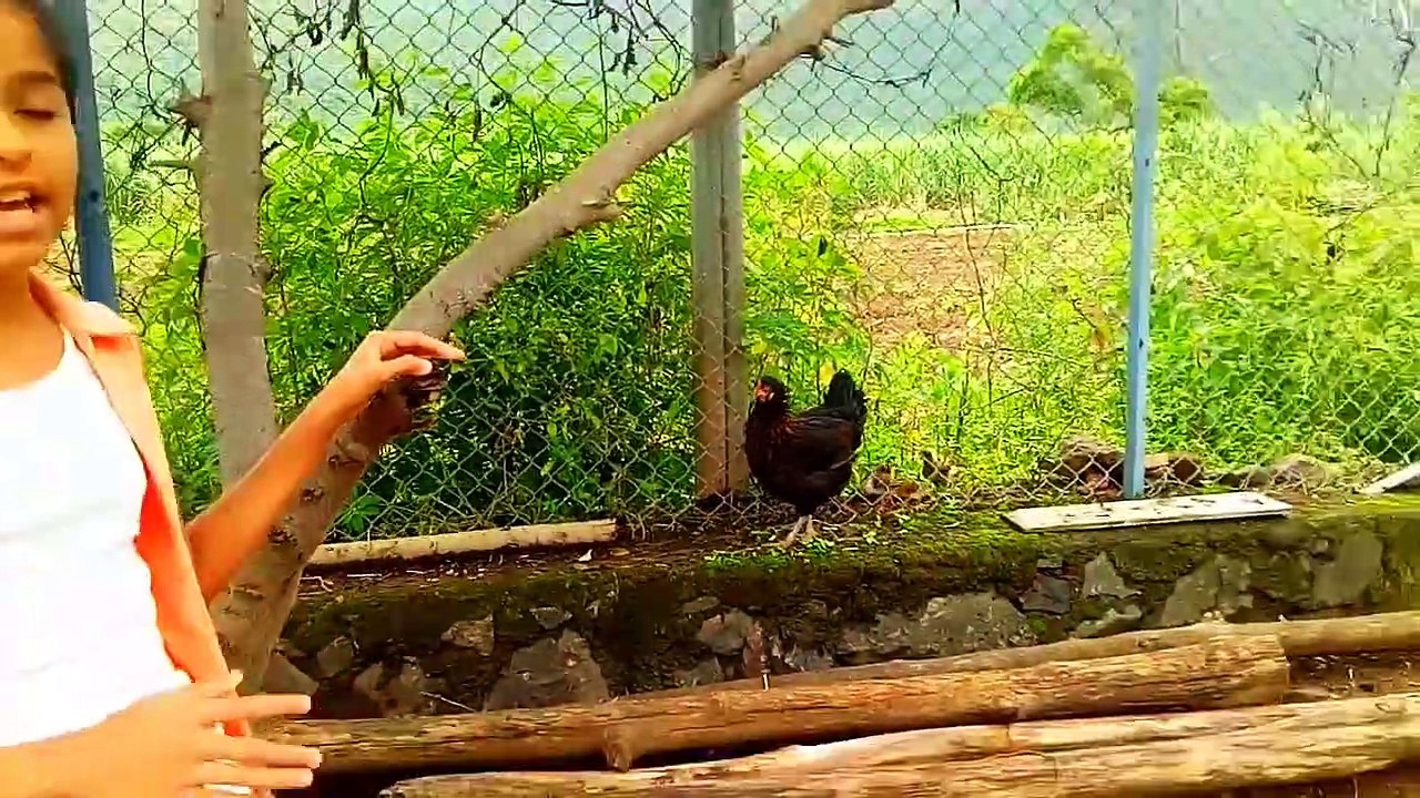 Information About 5 Interesting Facts & 5 Health Benefits Of Chicken In English _HD