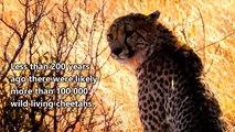 Amazing Cheetah Facts   Cheetah is the World's Fastest Land Animal   Cheetah   Animal's galaxy