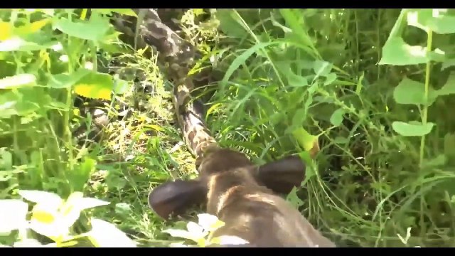 Giant Python Eats Cow Alive Python Devours Huge Meal Monster Snakes Wild Animals Attack