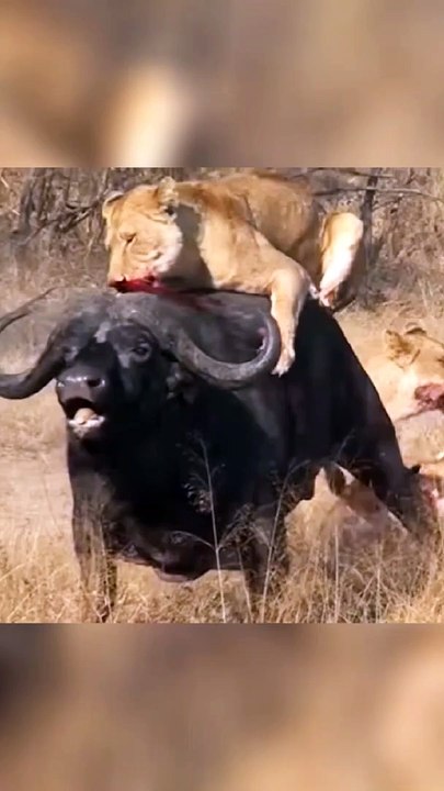 lion vs buffalo