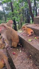 wildlife animals Monkey