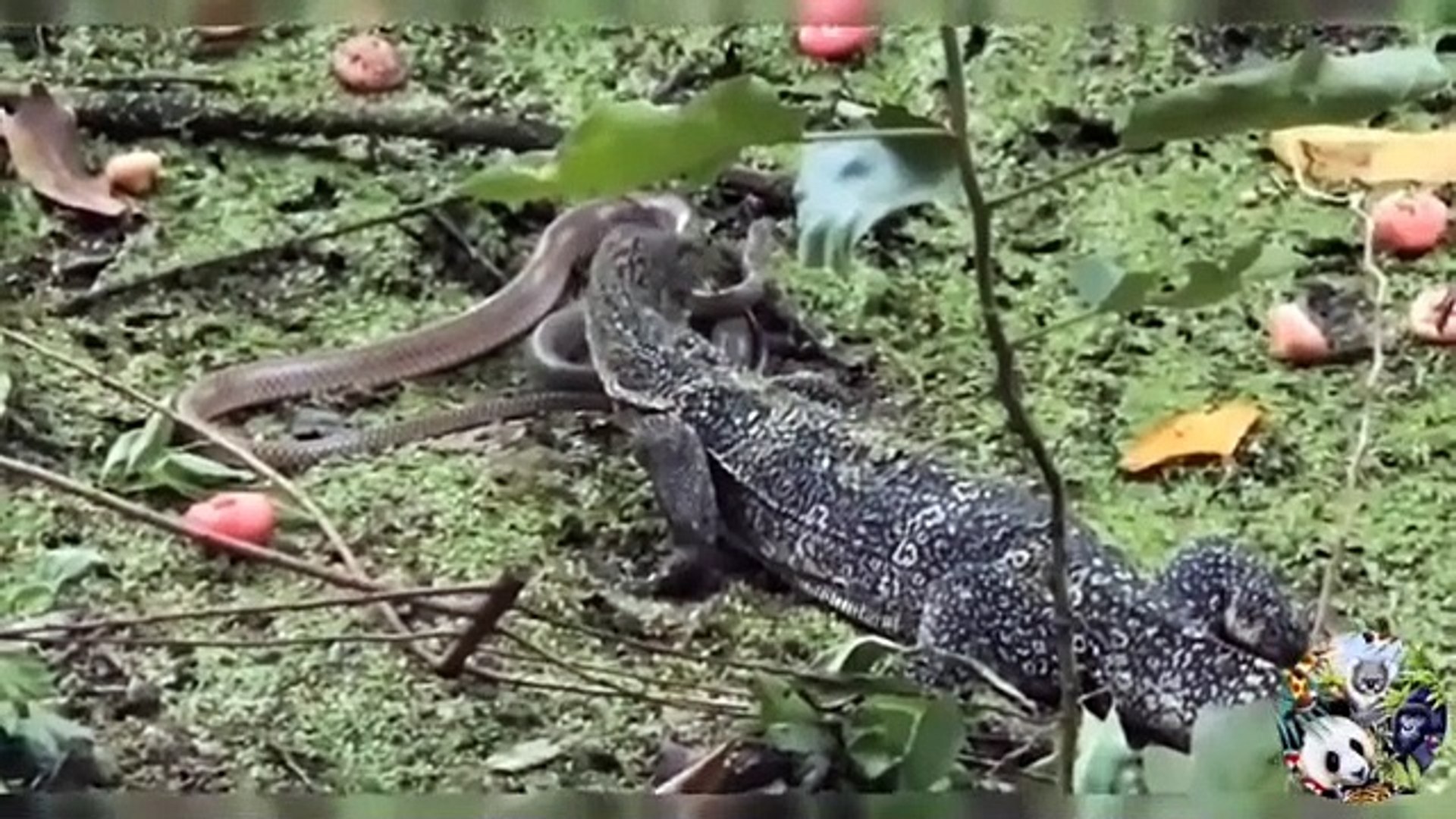 ⁣Wildlife Animals   Craziest Animal Fights Animals Documentary