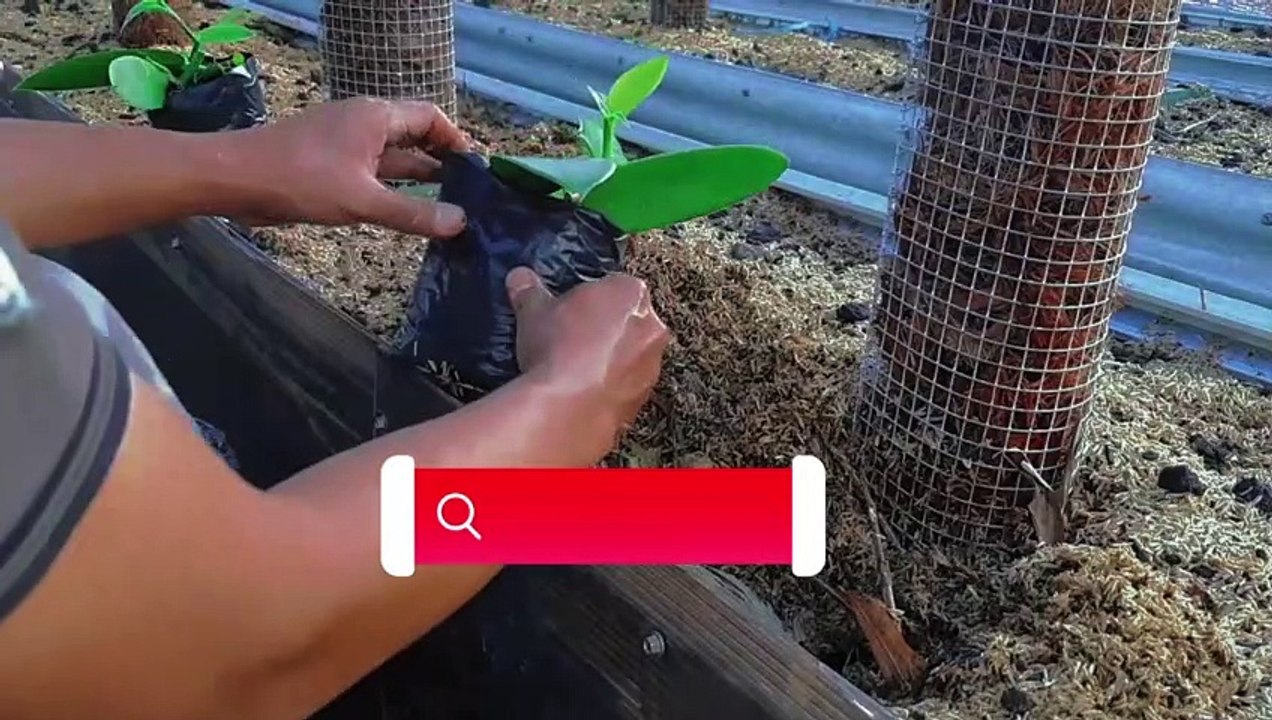 Menanam Vanili Media Serabut Kelapa(2)