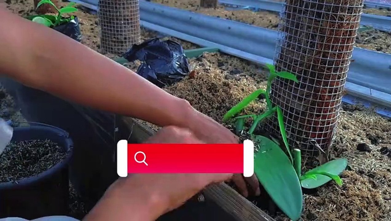 Menanam Vanili Media Serabut Kelapa(6)