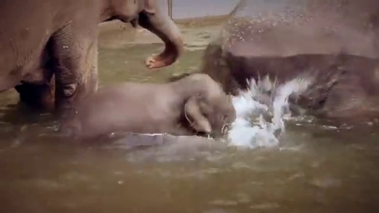 Asian Elephant Calf Lily Playing in Water