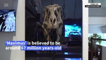 Sotheby's to auction one of the most complete T-Rex skulls ever discovered