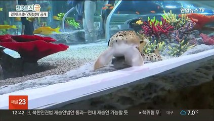 걸어 다니는 상어 '견장상어' 국내 최초 공개