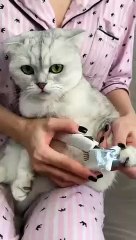 How to trim cat claws