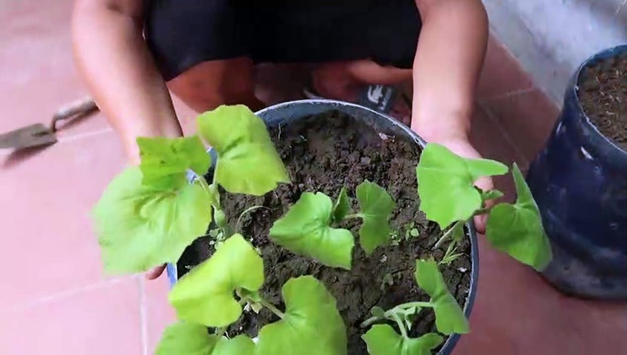 How To Grow Watermelons At Home In Plastic Bottles