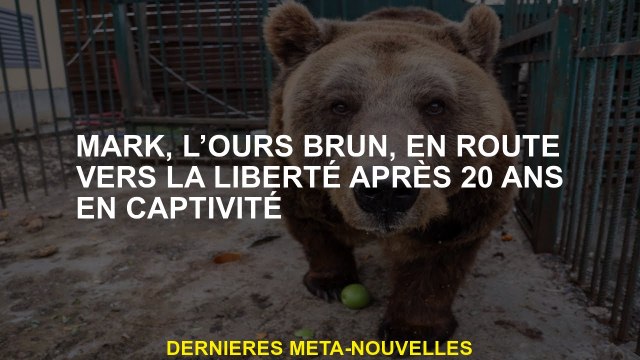 Mark, l'ours brun, sur le chemin de la liberté après 20 ans en captivité