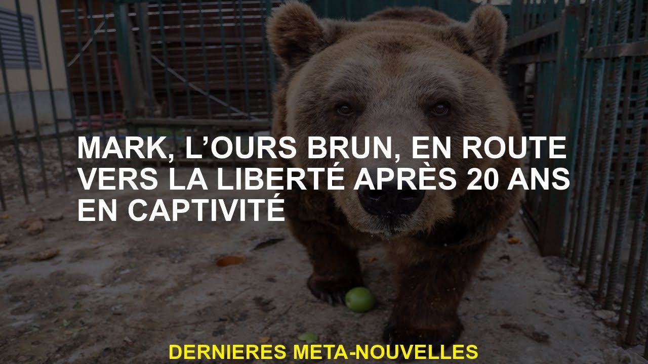 Mark, l'ours brun, sur le chemin de la liberté après 20 ans en captivité