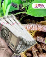 दारात लावा हळदीचे रोप पैसा मोजून थकाल!