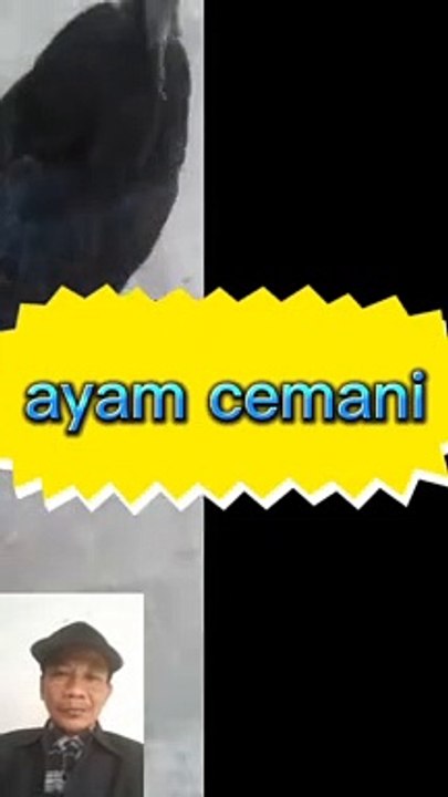 Ayam cemani