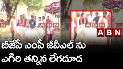 బీజేపీ ఎంపీ జీవీఎల్ ను ఎగిరి తన్నిన లేగదూడ || BJP || ABN Telugu