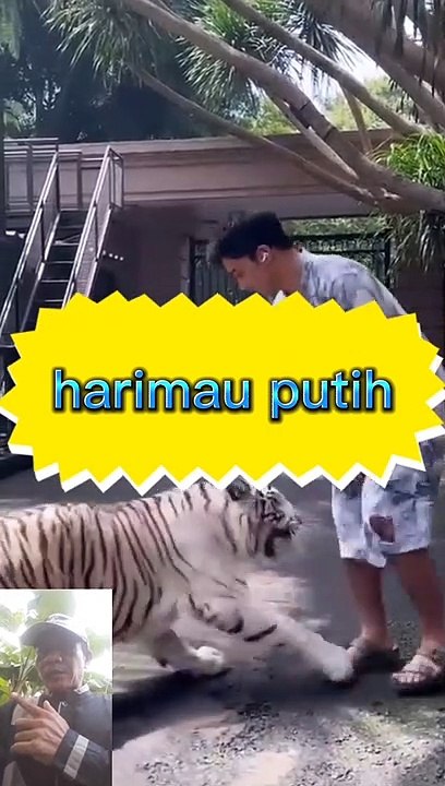 Harimau putih