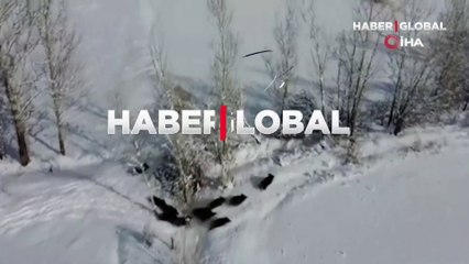 Erzincan'da sürü halinde görüntülendiler!