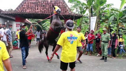 THE HORSE IS VERY DOMINATE RAINBOW HORSE SKILL
