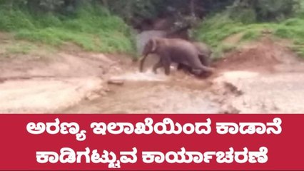 ಕಳಸ ಸುತ್ತಮುತ್ತ ಅರಣ್ಯ ಇಲಾಖೆಯಿಂದ ಕಾಡಾನೆ ಕಾಡಿಗಟ್ಟಲು ಕಾರ್ಯಾಚರಣೆ