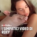Roxy, la maialina più simpatica di TikTok