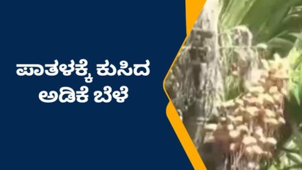 ದಾವಣಗೆರೆ: ಪಾತಾಳಕ್ಕೆ ಕುಸಿದ ಅಡಿಕೆ ಬೆಲೆ-ರೈತರಲ್ಲಿ ಆತಂಕ!