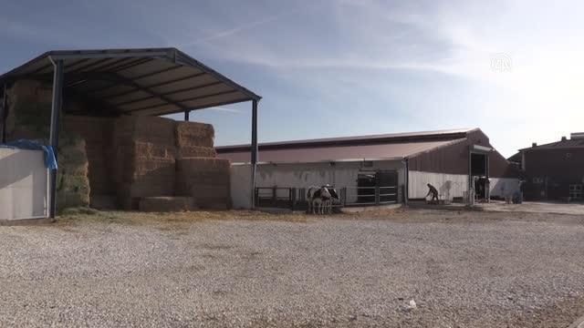 Devlet desteğiyle kurduğu çiftlikte aylık 70 ton süt üretiyor