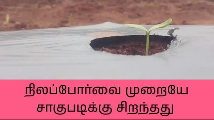 மடத்துக்குளம்: நிலப்போர்வை முறையில் காய்கறி சாகுபடி அதிகரிப்பு!