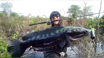 fishing for giant snakehead in the borneo river