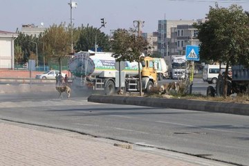 Köpeklerden kaçarken kamyonetin altında kalmaktan son anda kurtuldu
