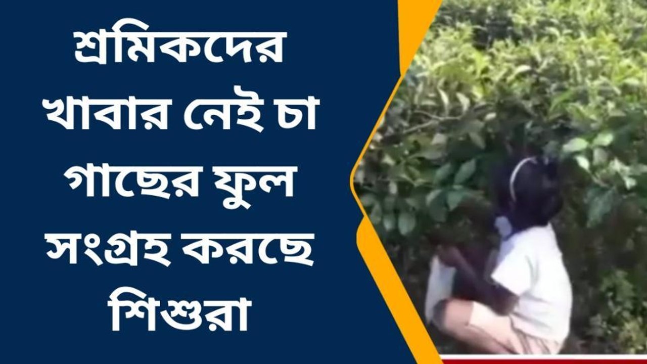 চা গাছের ফুল খেয়ে কাটবে দিন! কারণ বাড়িতে নেই খাবার...