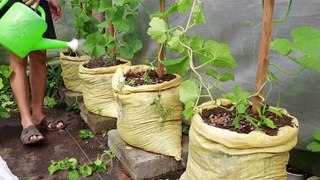 Growing melons use plastick sacks