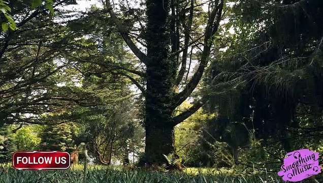 Relaxing Piano Music: Romantic Music, Beautiful Relaxing Music, Sleep Music, Stress Relief(part 3)