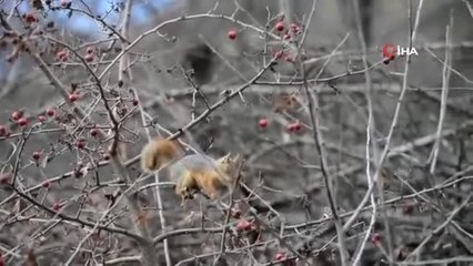 Sevimli sincap alıç yiyerek karnını böyle doyurdu