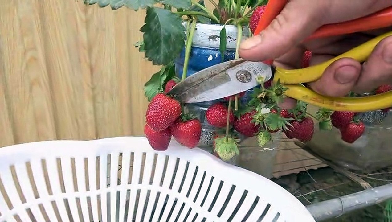 It's really simple and fruitful to grow strawberries in plastic bottles
