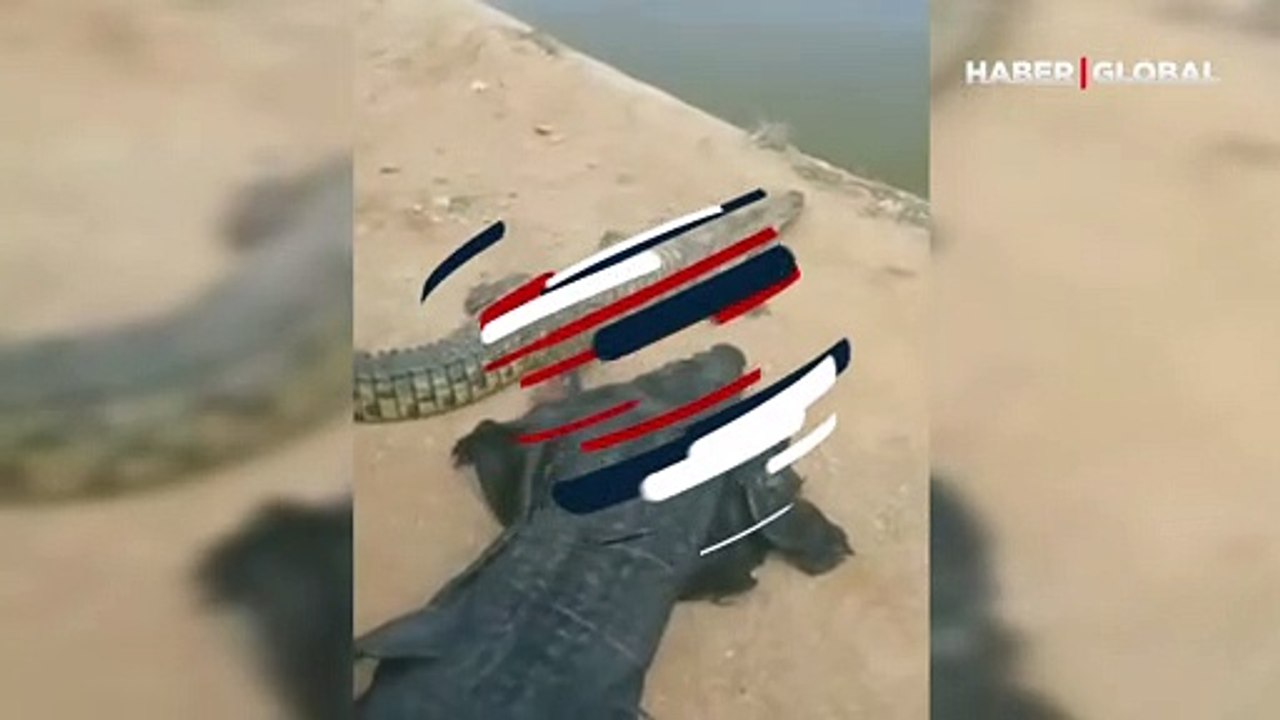 Görüntülere inanamayacaksınız... Hayatını tehlikeye atıp timsahla böyle dalga geçti