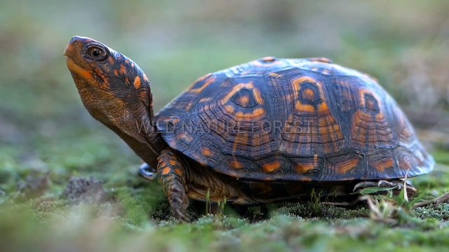 Forest 4K Nature Relaxation Film | Relaxing Music - Nature Sound