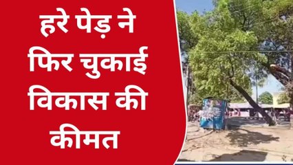 दौसा: विकास के नाम पर पेड़ की दी बलि, छंगाइ करके भी चलाया जा सकता था काम...