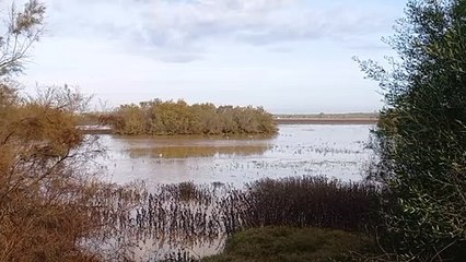 Marismas del Guadalquivir tras las últimas lluvias