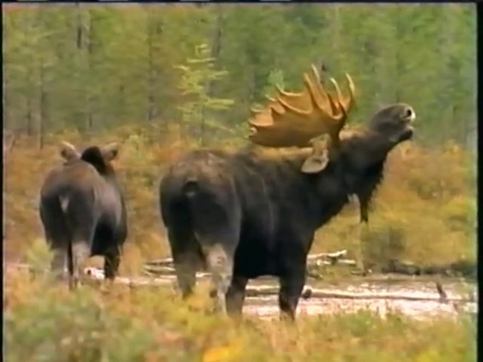 Desafiando Alaska - Documental 1992